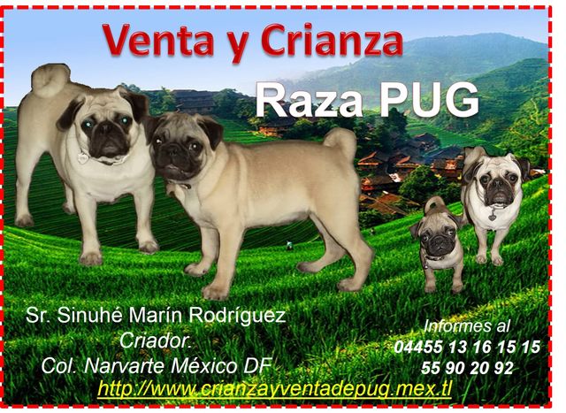 Sin Nombre